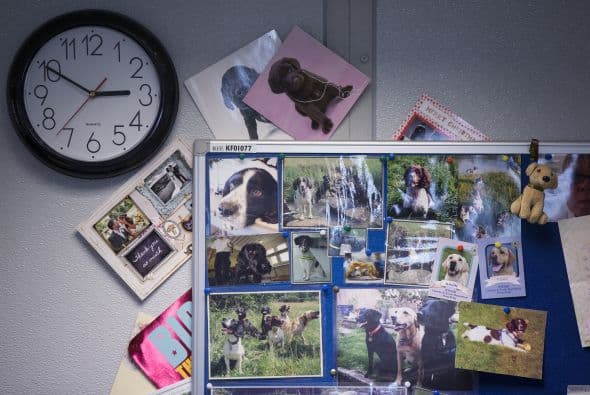 Los perros han logrado encontrar un total de 102 paquetes de droga que es contrabandeada.