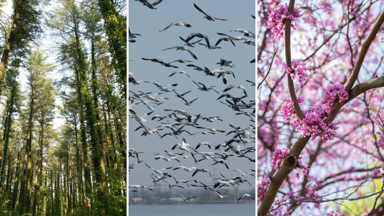 Día de la Tierra 2026: actividades y eventos para sumarte a la causa