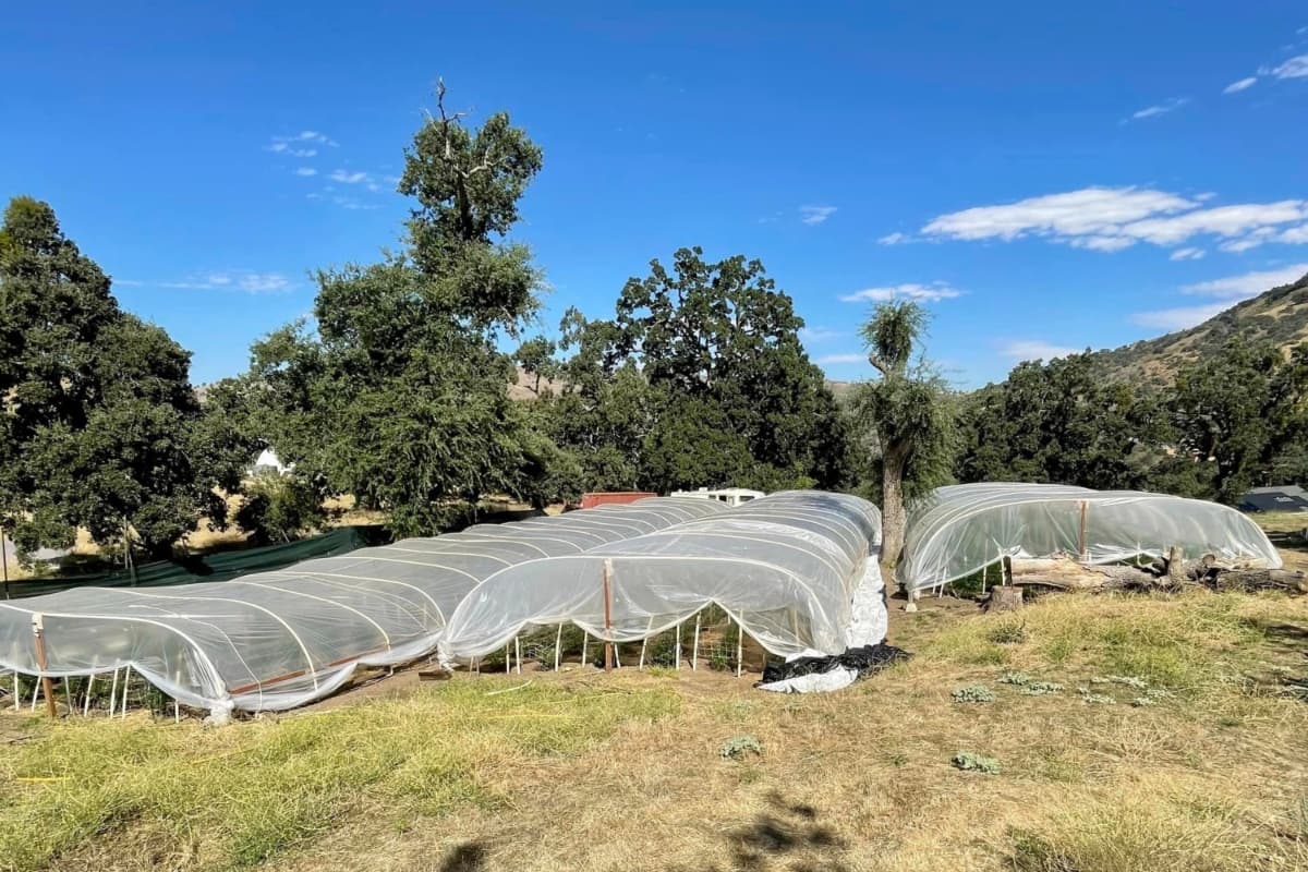 Agentes de la subestación Frazier Park del Condado de Kern fueron al 6800 de Digier Road para investigar sobre el presunto cultivo y descubrieron cientos de plantas.