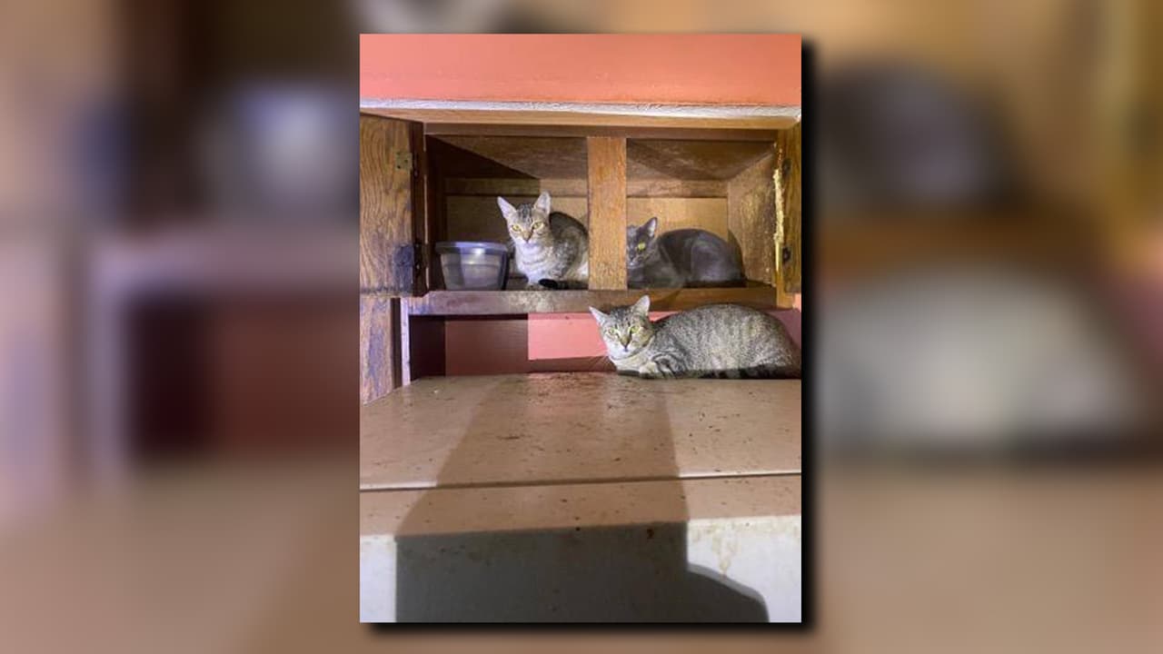En el lugar los oficiales encontraron a unos 60 gatos viviendo en un solo condominio de Sandy Springs en condiciones insalubres, y los cuerpos de otros 15 fueron hallados muertos en un congelador.