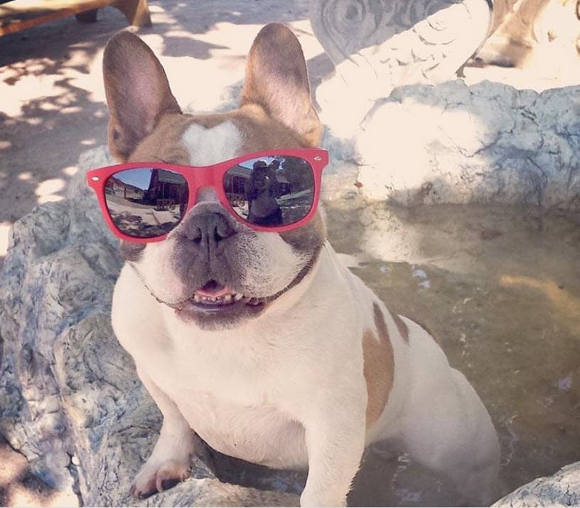 Los reportes periodísticos no esclarecen las causas de la muerte de la perrita. 
<br>