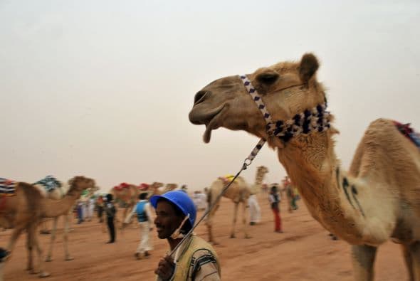 Durante el concurso de belleza los camllos llevan una señal en su cuerpo para distinguirse de los otros.