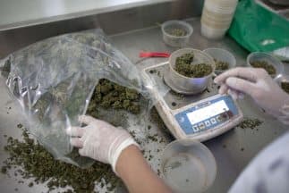 Mariguana medicinal gratis para residentes de Berkeley