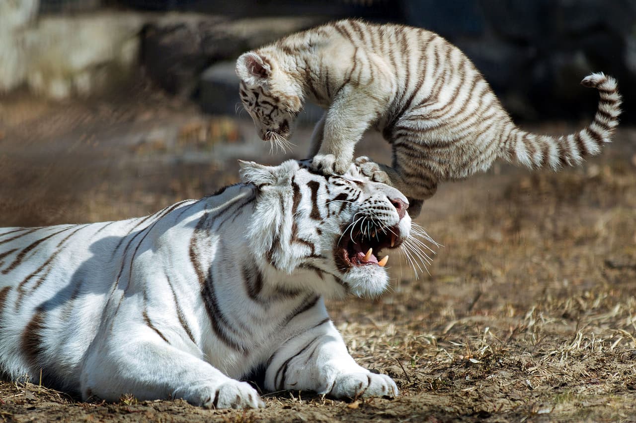 ¡Este pequeño tigre de bengala es imparable! El adorable mamífero recién nacido está lleno de energía.