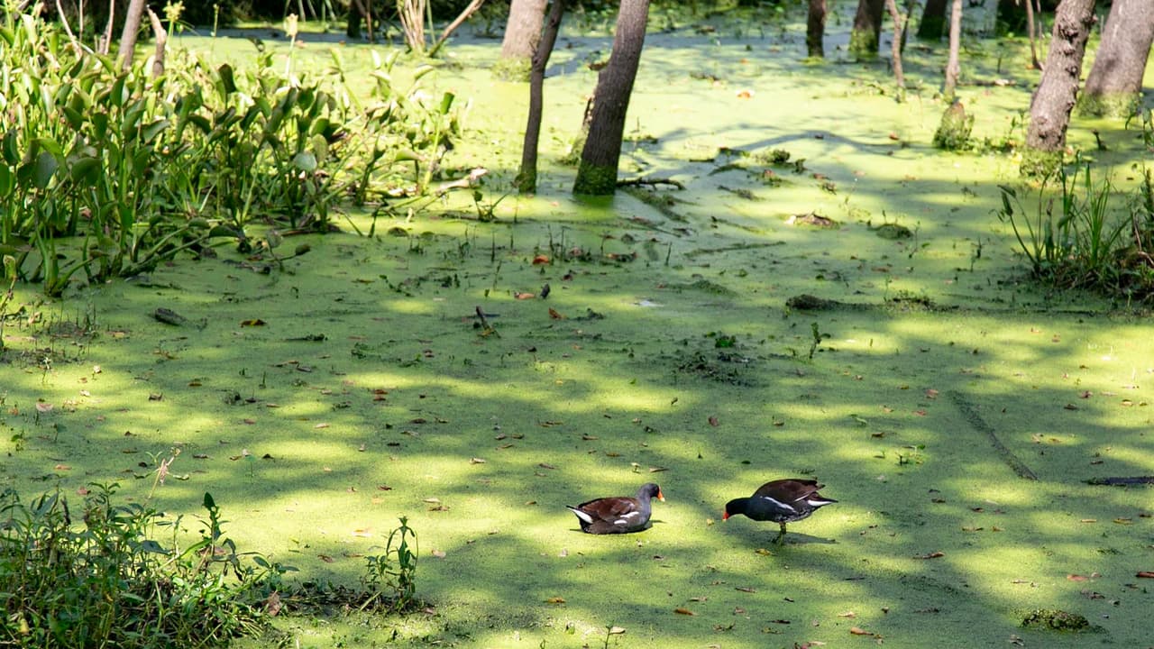 No se permite alimentar o acosar a estos reptiles. En caso de no acatar esta regla, la persona podría ser sancionado hasta con 500 dólares de multa, según el 
<a href="https://www.univision.com/local/san-antonio-kwex/esta-es-el-area-donde-murieron-tres-empleados-del-departamento-del-parques-y-vida-silvestre-de-texas-fotos">Departamento de Parques y Vida Silvestre de Texas. </a>