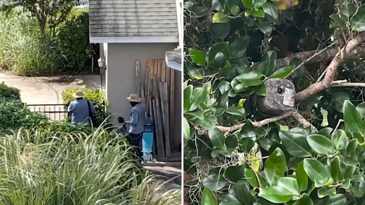 Vigilaban a sus víctimas con cámaras: desmantelan banda que robaba negocios y casas