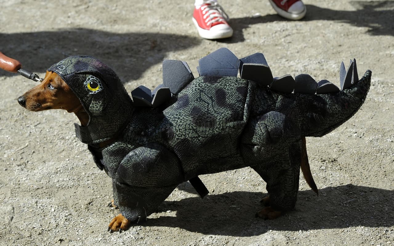 <b>Un dinosaurio</b>
<br>Niños, adultos, caninos. Los dinosaurios siguen siendo criaturas fascinantes del Museo de Historia Natural y para disfraces de Halloween.