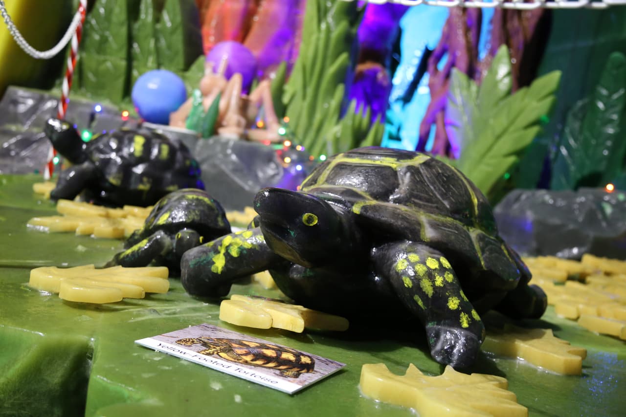 Tortugas, ranas, serpientes y otras criaturas de las selvas tropicales hacen parte de la exhibición Ice Land.