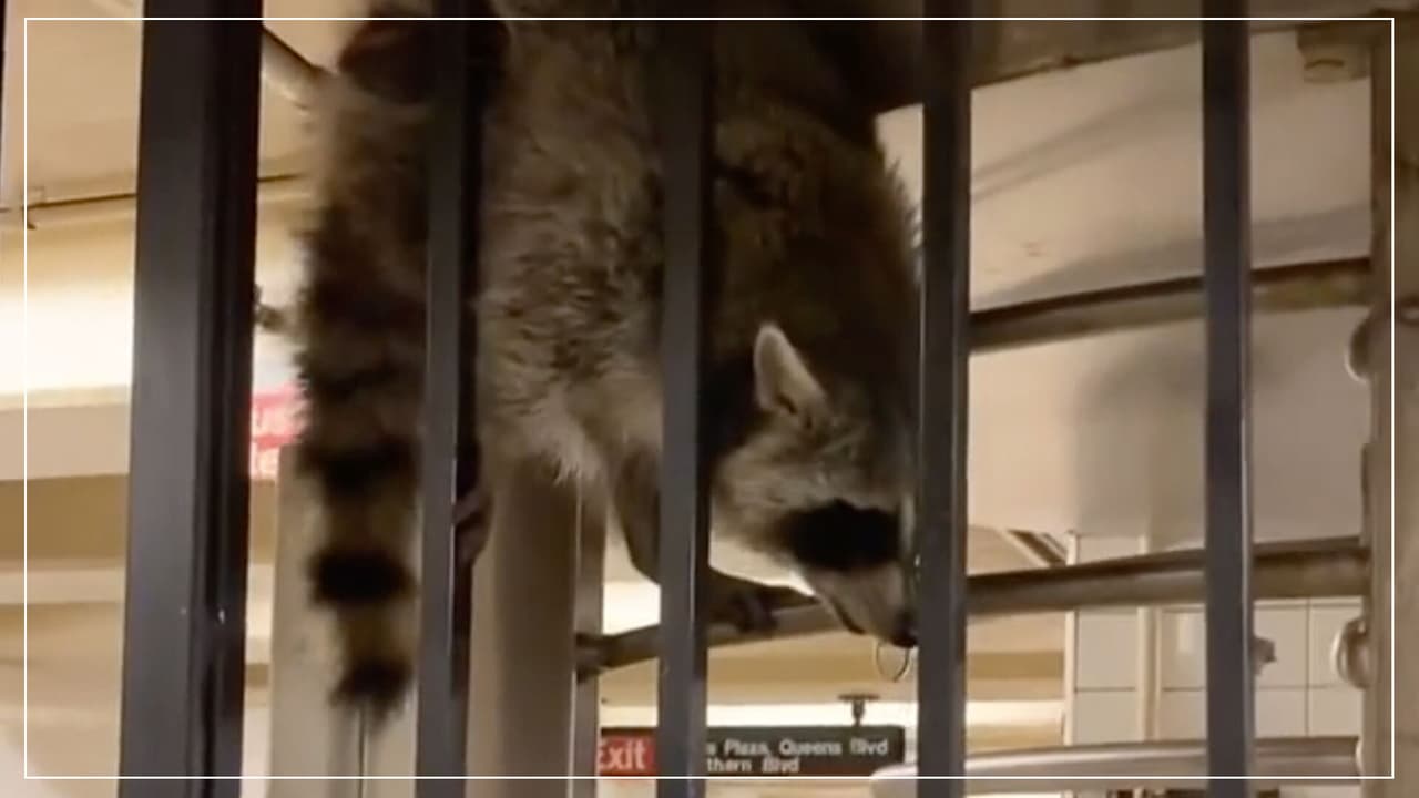 <b>En video: <b>Captan en video a peculiar intruso en el Metro de Nueva York y esta fue su reacción</b></b>
<br>
<br>La presencia de un mapache provocó burlas en la red, pues en un video se aprecia el momento en que el animal intenta colarse a una estación del Metro en Nueva York sin mucho éxito.