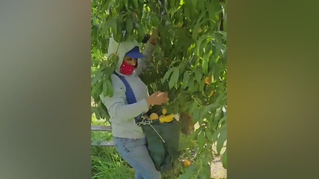“No había mirado una situación así”: Campesinos y rancheros del Valle Central se quedan sin trabajo tras el cierre de Del Monte