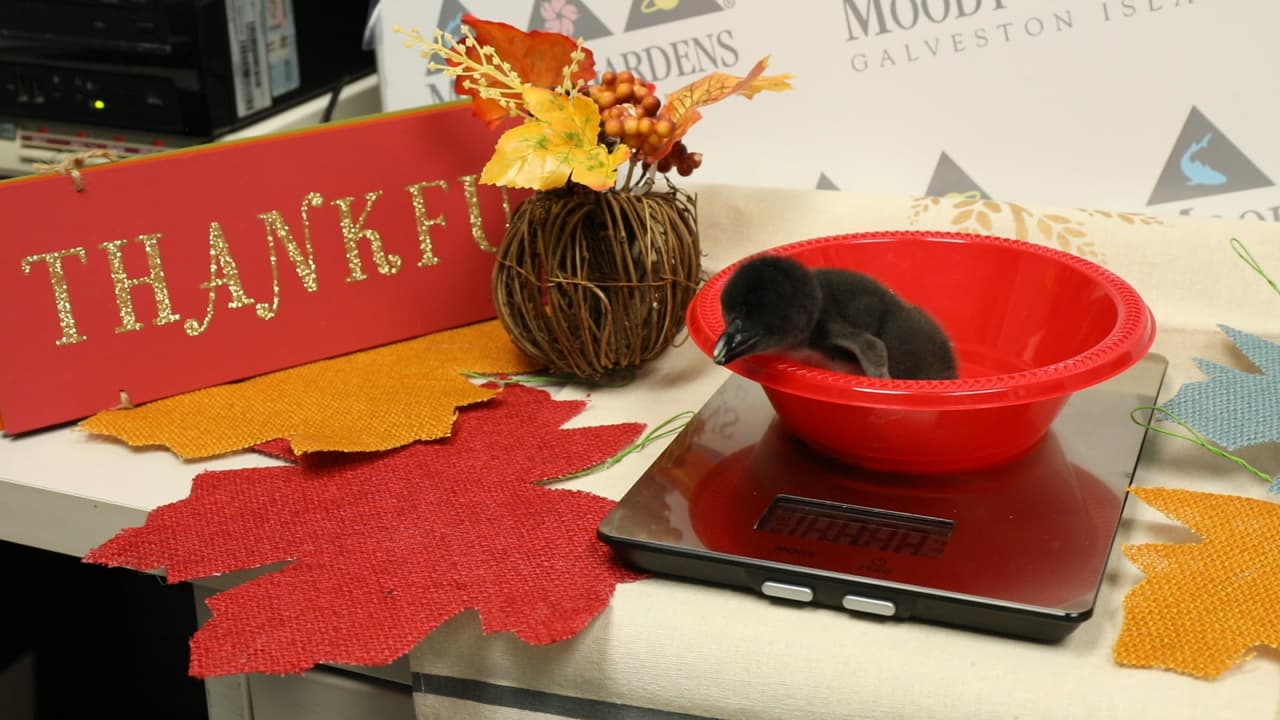 Cuando los cuidadores del Moody Gardens recibieron los huevos, estos fueron metidos en incubadoras.