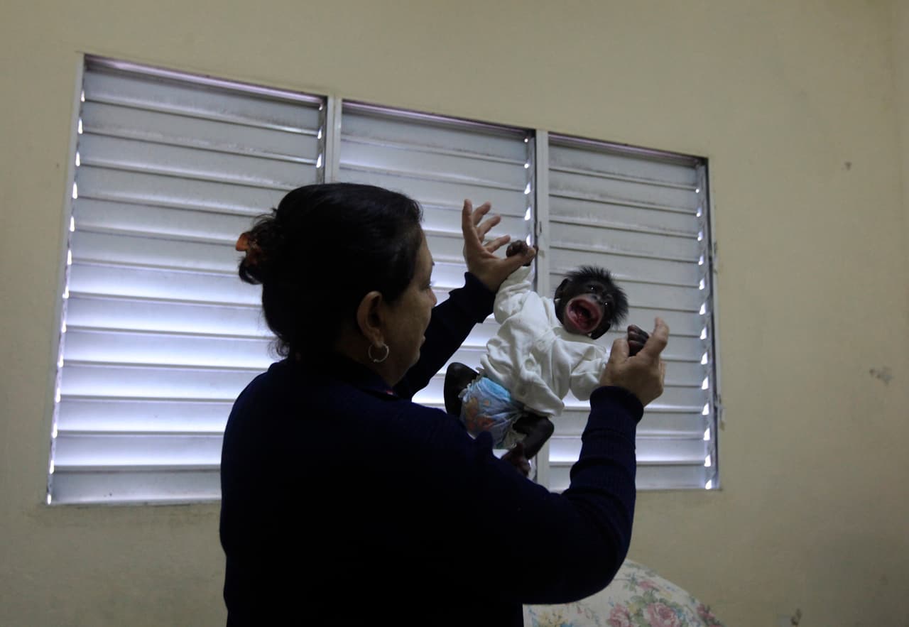 Cuban biologist Marta Llanes, 62, plays with 7-day-old Anumá in her house in Havana, Cuba. Photo taken in January 15, 2016.