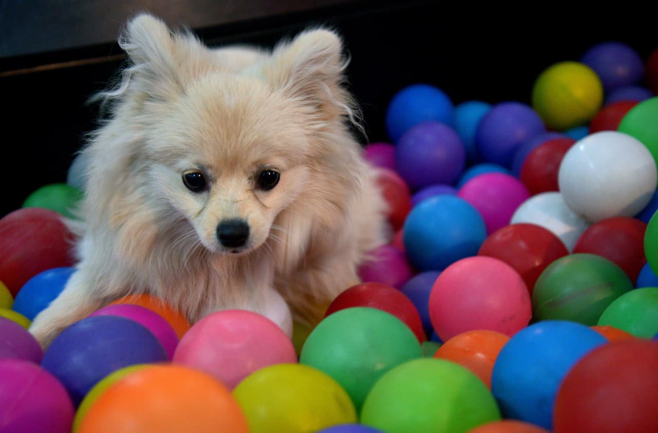 2. Sumo Holiday Pet Toy Gift. Sorprende a tu cachorro con un juguete masticable duradero, atado a una cuerda de colores navideños. Ideal para que puedan jugar y obtener el ejercicio que necesitan.