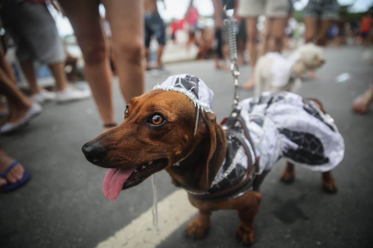Tu mascota también espera a Santa, mira ideas 5. Jelly Wellies Delux Raincoat. Cubre a tu mascota con un chaleco impermeable, para protegerla de la lluvia y la nieve.