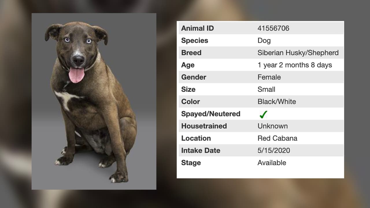 Esta bonita perrita se llama Melissa y tiene 1 año.