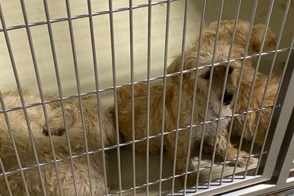 Si en tu corazón y el de tu familia está darle un hogar a estos perritos o gatitos, no dudes en acudir al refugio para que los conozcas en persona. Solo recuerda que adoptar es para siempre. Si quieres saber más información sobre el proceso de adopción, se pueden comunicar al 661-868-7100.