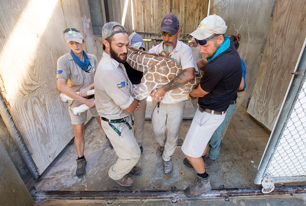 Después de nacer, la bebé jirafa recibió un examen neonatal, además de un examen físico general.