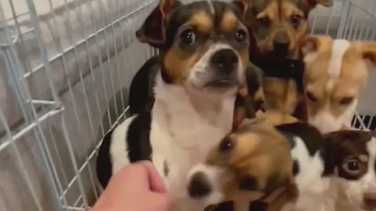 “Eran mi apoyo, mis hijos”, dice dueña de 35 perros rescatados de una casa en el oeste de Dallas