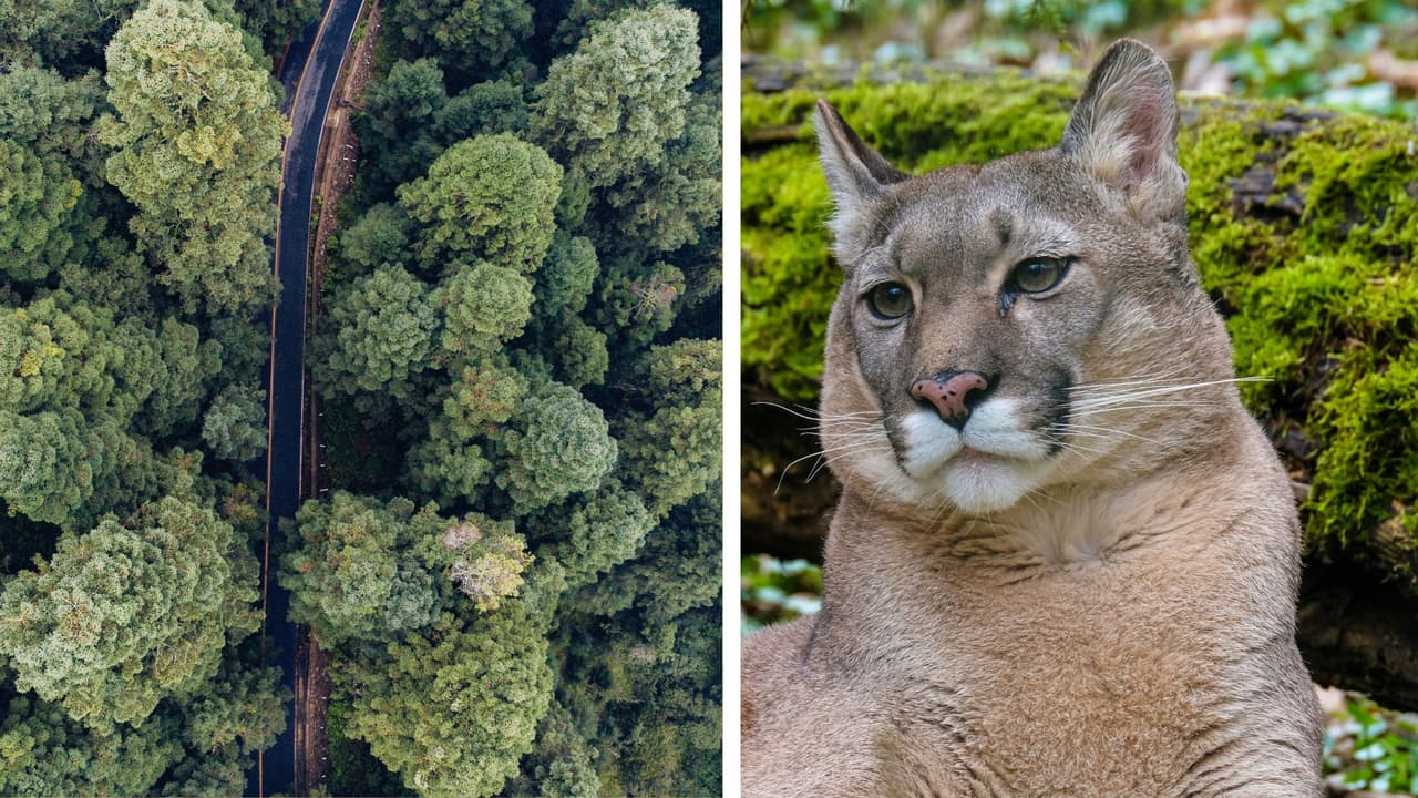Wildlife Crossings Across America: El viaje que ilustra los peligros que viven los animales salvajes al cruzar autopistas