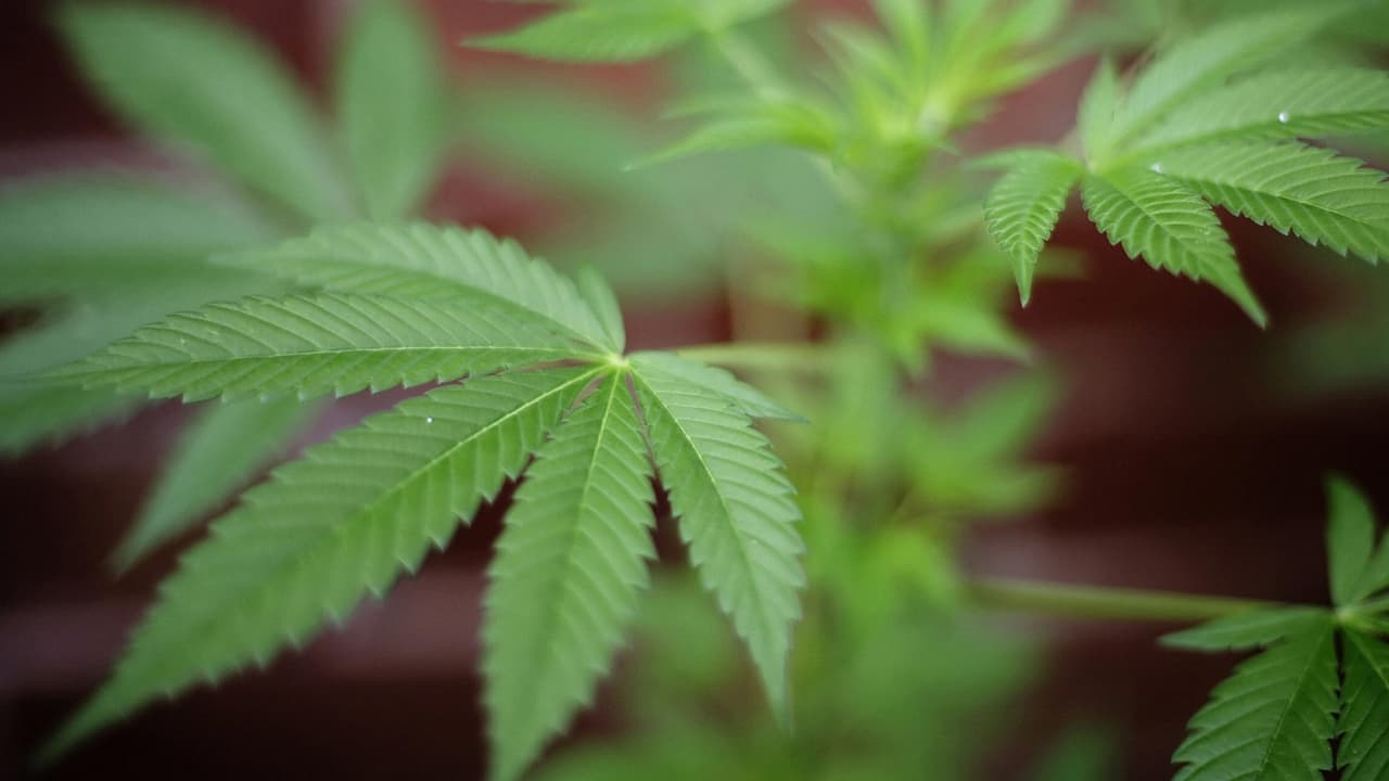 Elecciones de medio término: McFarland votará si permite o no negocios de cannabis y el impuesto que impondría