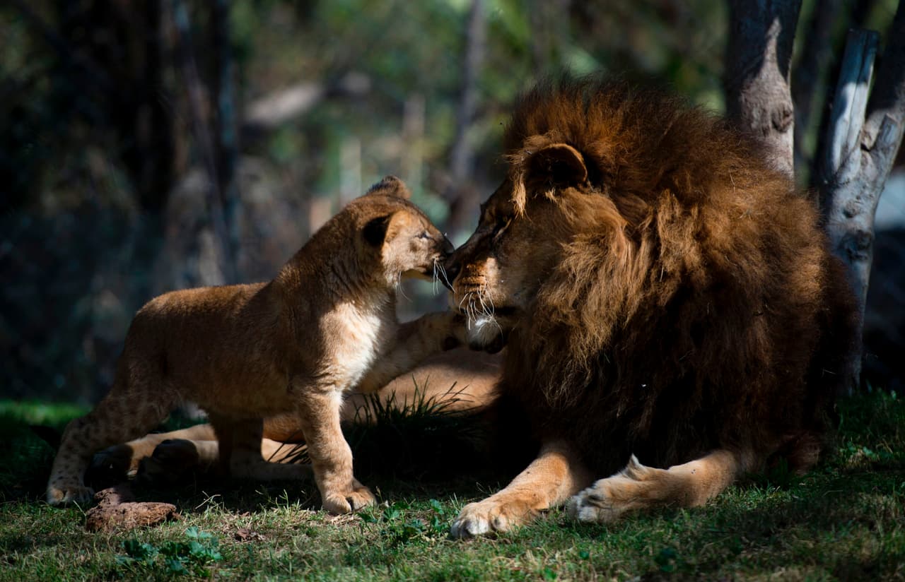 El león chileno llamado Maucho saluda a uno de sus cachorros en el zoológico Buin, 40 km al sur de Santiago. /Martin Bernetti.
