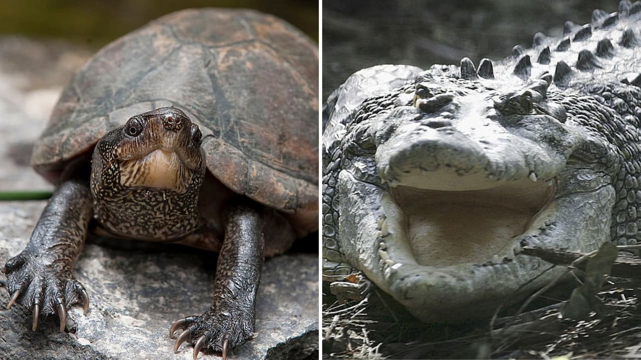 Tortuga escapa de ser comida por un cocodrilo y el video se hace viral: ya estaba en su boca