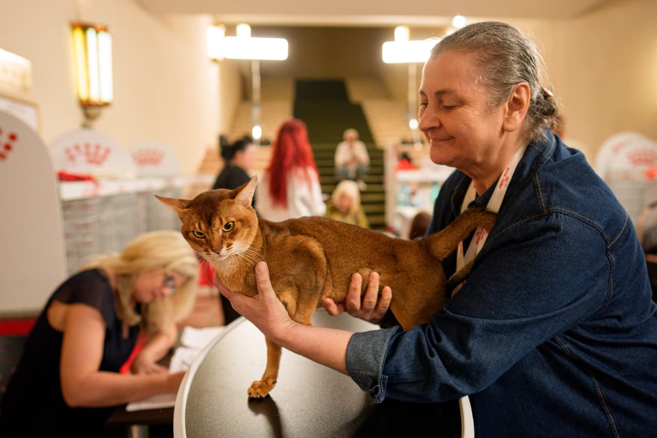 En esta imagen observamos a un gato abisinio y su dueña que concursaron en los Óscares felinos.