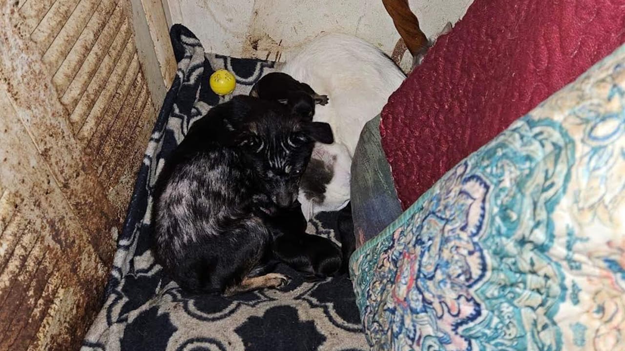 Fue este miércoles cuando la organización Border Tails Rescue rescató a 
<b>43 perros, principalmente Chihuahua, y 48 gatos.</b>
<br>