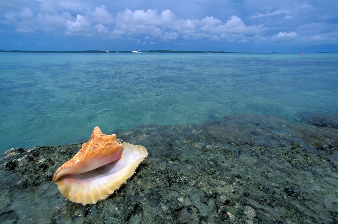 <b>El archipiélago Lucayan (Bahamas y Turcos y Caicos)</b>
<br>
<br>En este hermoso paraíso caribeño puede conocer un programa creado para la conservación de los tiburones. La población mundial de las diversas especies de este animal ha disminuido en más del 70 por ciento en las últimas décadas.
<br>