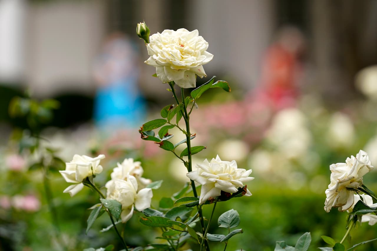 La Casa Blanca dijo que los trabajos de renovación del jardín fueron financiados con donaciones privadas. Pero no revelaron ni el costo de los trabajos, ni el monto de lo recausado para el proyecto.