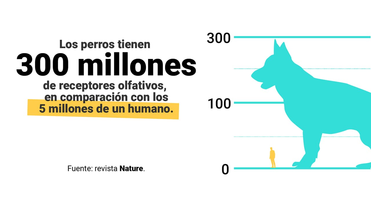 <a href="https://www.univision.com/noticias/los-perros-pueden-oler-si-alguien-tiene-el-coronavirus-esto-es-lo-que-sabemos" target="_blank">Aquí puedes leer la explicación completa</a>.