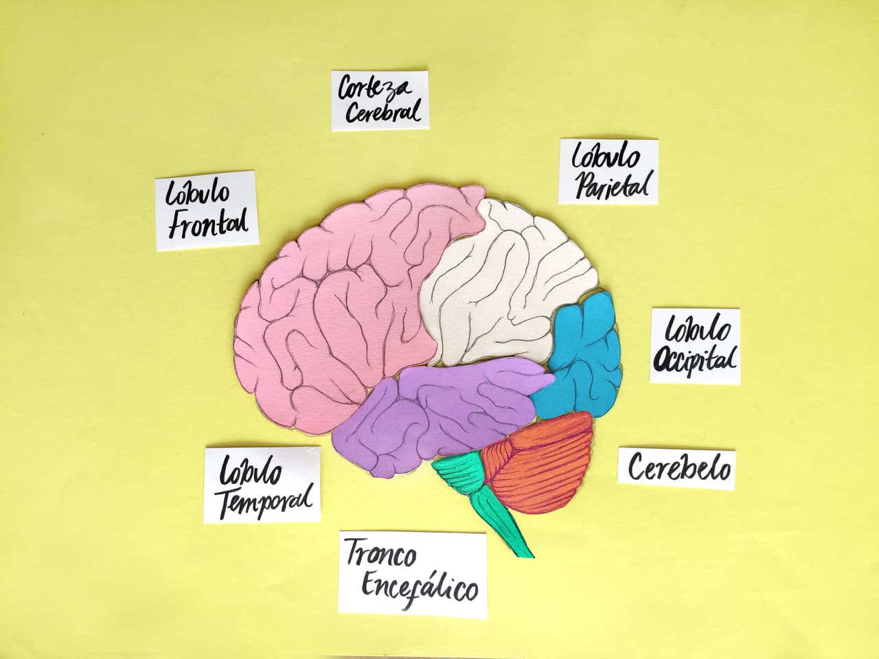 ¿Cómo funciona el cerebro, el órgano más importante y complejo? 