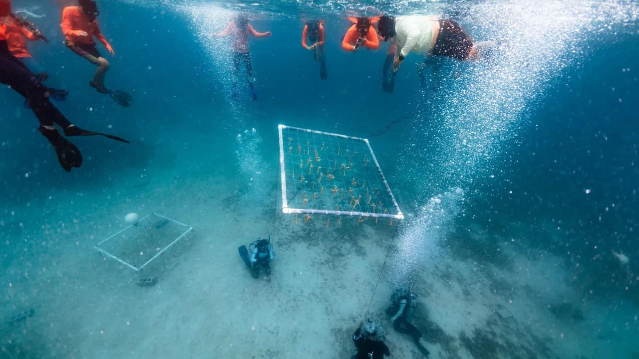 Cada coral artificial mide menos de 60 centímetros, lo que facilita su instalación y permite que se integren rápidamente en los arrecifes existentes.