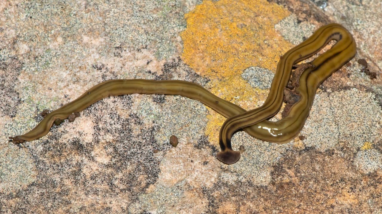 <b>Estos gusanos planos con forma de martillo ya se han visto en jardines de Texas. </b>No son peligrosos para humanos, pero 
<b>pueden afectar el suelo y a tus mascotas.</b>