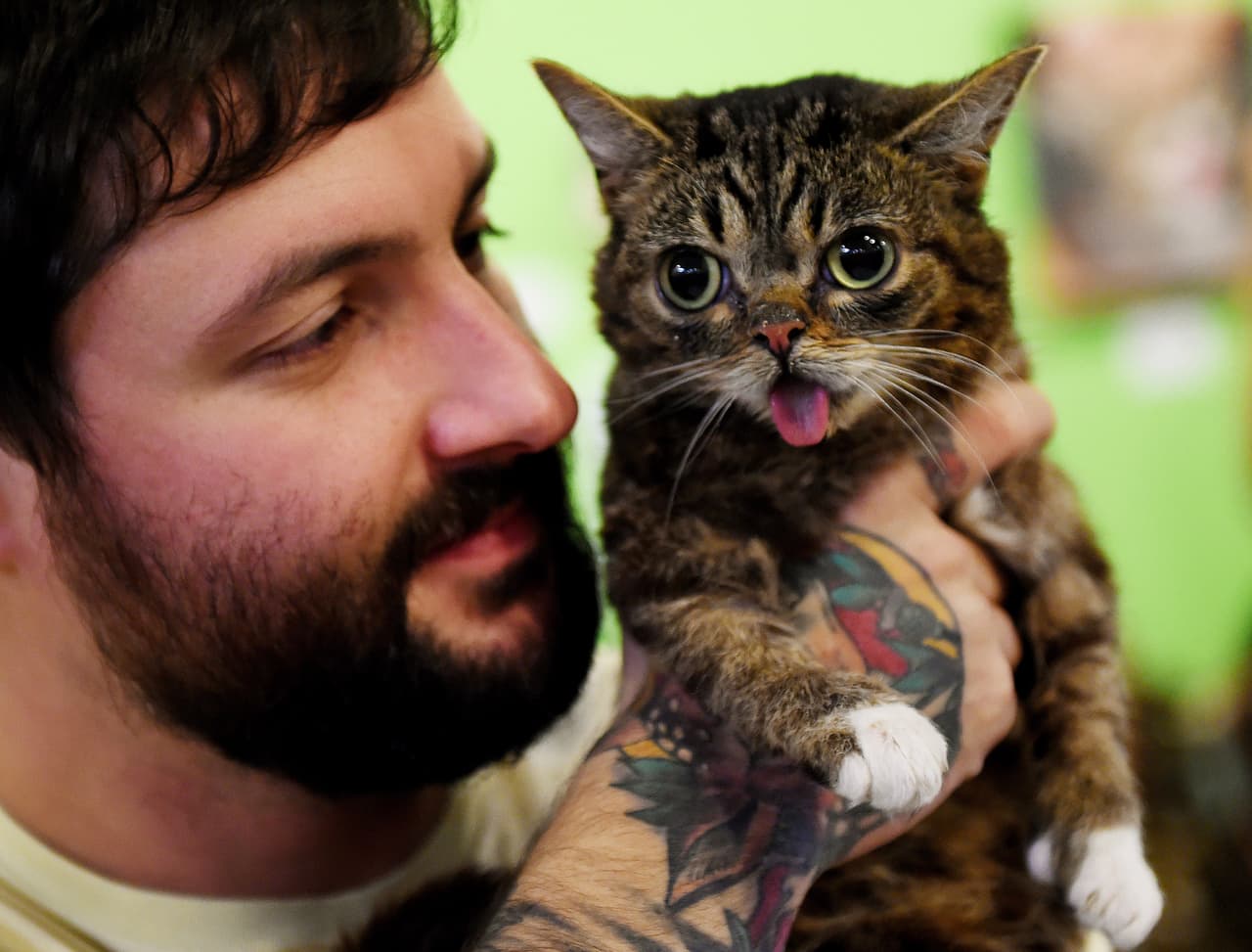 El sábado 19 de septiembre se celebra el Internet Cat Video Festival en el que se presentará Lil Bub, uno de los gatos más famosos de las redes sociales. En el evento habrá la posibilidad de adoptar felinos que buscan un buen hogar. El evento será en el Athenaeum Theatre en el 2936 N Southport Ave. Precio desde $15 a $100 dólares. La cita es a partir de las 11 am.