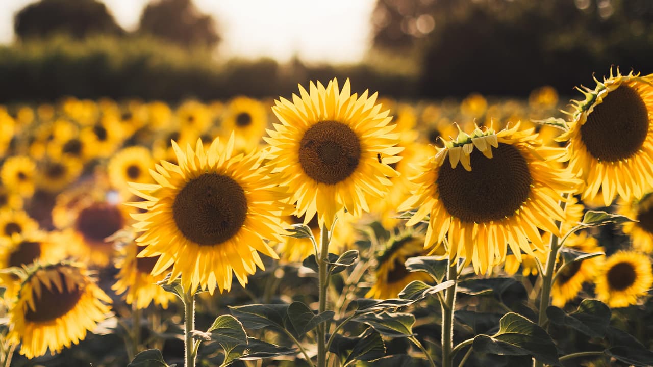 El campo de girasoles en Dorothea Dix Park ya comenzó a recibir a visitantes.