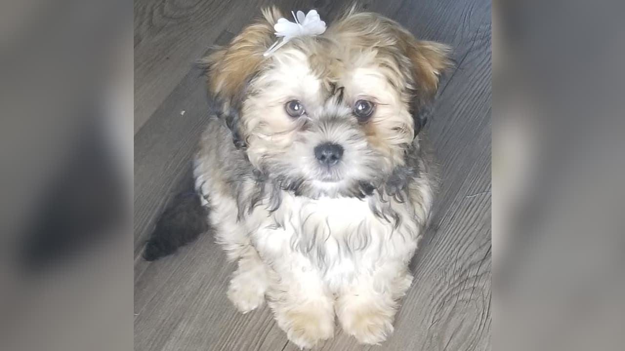 “Ella es Sasha. ¡Es una perrita muy juguetona y cariñosa!”, escribió Maguis Alcantara.