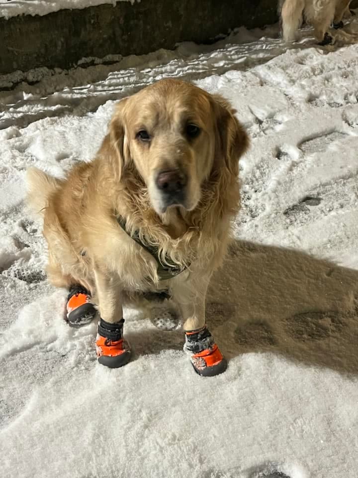 Las mascotas también disfrutaron de la nieve.