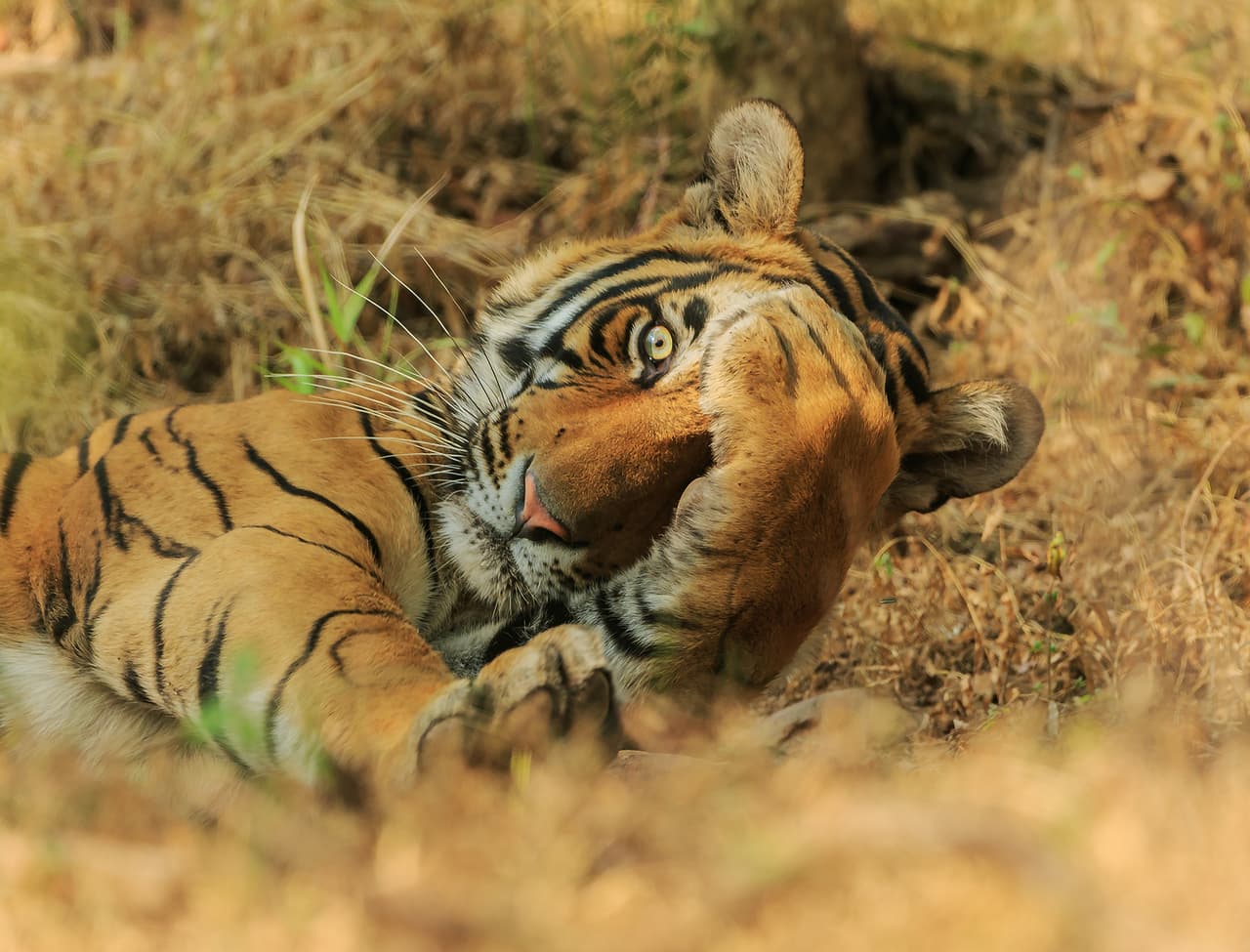 <b>Me ves, no me ves.</b> Este expresivo tigre de Bengala real fue fotografiado en en el parque nacional Ranthambore, India.