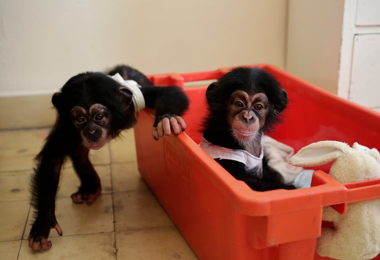 Anumá (left) aged seven months plays with his half-sister Ada, five months, in plastic box bed in the Havana apartment of Cuban biologist Marta Llanes. August 8, 2016. Llanes has raised the siblings since birth in her home. The siblings are easy to tell apart: Anumá's nose is dark and Ada's is pale pink.