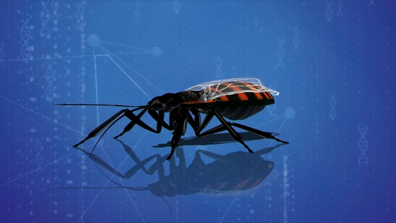 El insecto que propaga el mal de Chagas sigue expandiéndose: confirman su presencia en otro estado