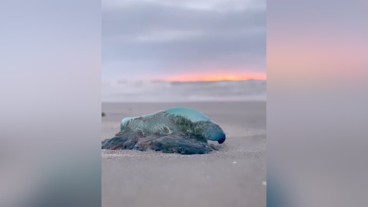 Es importante no tallar la zona donde picaron. En caso de ser 
<b><a href="https://www.univision.com/local/houston-kxln/empezo-a-gritar-algunos-visitantes-en-playas-de-galveston-sufren-lesiones-debido-a-grandes-bancos-de-medusas-video">picado por una medusa</a></b> carabana portuguesa puede colocar el área afectada en agua caliente o aplicar compresas tibias, puede usar una crema de hidrocortisona y si es necesario visitar al médico.