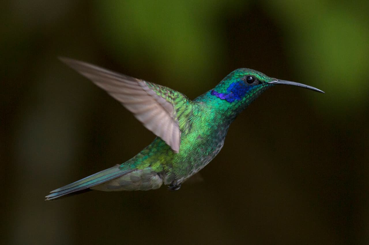 Una pluma no es tan solo una pluma. Existen siete tipos de plumas en prácticamente toda ave: plumas de contorno, de vuelo (llamadas régime),rectriz (de la cola), semiplumas, plumones, cerdas y fitoplumas. Cada una tiene una estructura y función diferente.