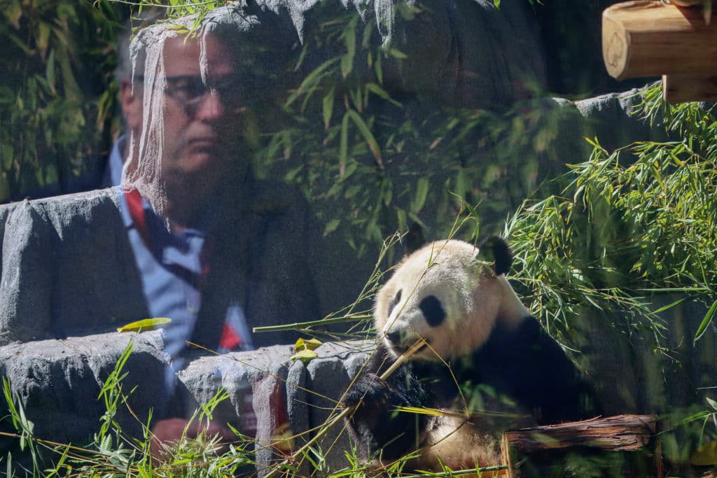 Xin Bao tiene cuatro años y es un poco más pequeña que su compañero. El público conoció que a ella le gusta tomar el Sol.