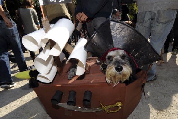 Las mascotas hicieron gala de grandes disfraces, como este can que iba vestido de pirata, con todo y barco.