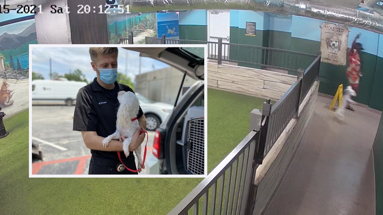 Dos casos más fueron reportados a las autoridades. Todos los animales están bajo la protección de SPCA. Fueron atendidos y se encuentran bien. Los casos de maltrato animal deben ser reportados a 
<a href="https://www.houstonspca.org/"><b>HoustonSPCA.org</b></a>
<b> o a través de 713-869-SPCA.</b>