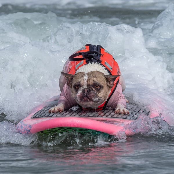 El evento se llevó a cabo este 3 de agosto. Perros de todo el mundo se reunieron en la playa Linda Mar para competir en el campeonato. Aunque algunas personas ven este deporte como algo insólito, esto es parte de la vida cotidiana para los californianos.
