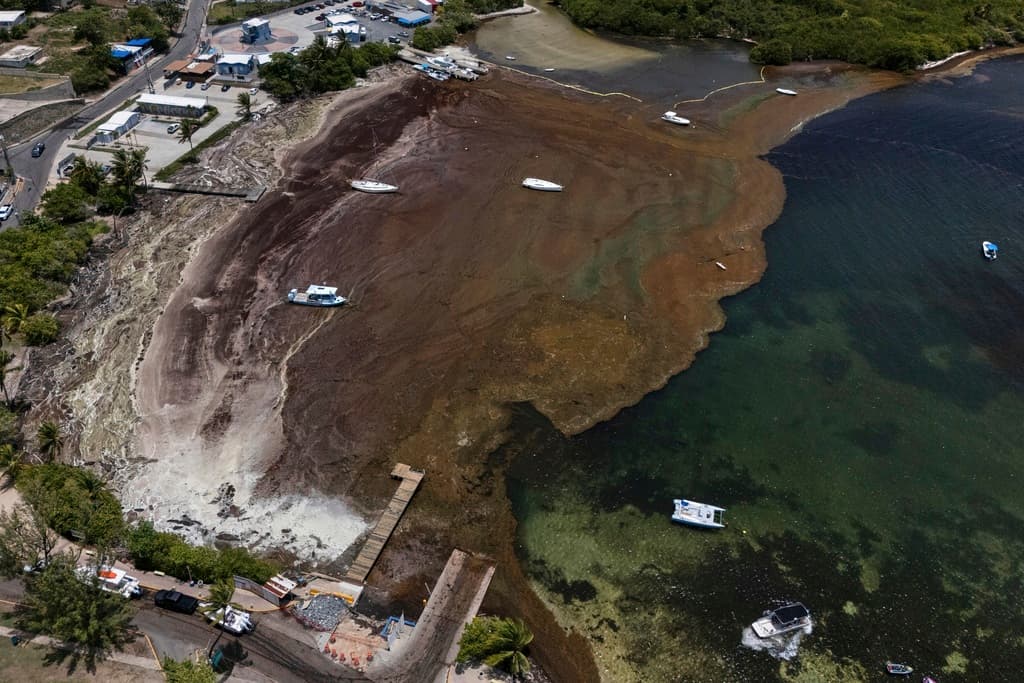 <b>Emergencia ambiental sostenida. </b>Lo que antes era una temporada estacional de sargazo se ha convertido en una emergencia ambiental recurrente que afecta no solo ecosistemas marinos, sino también la calidad de vida de las comunidades costeras. Expertos recomiendan desarrollar estrategias sostenibles y multidisciplinarias para manejo, prevención y adaptación a largo plazo.