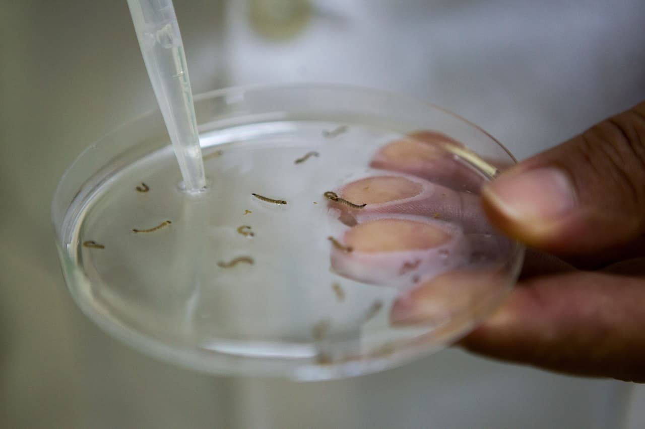 Nuevo kit para detectar virus de Chikunguña