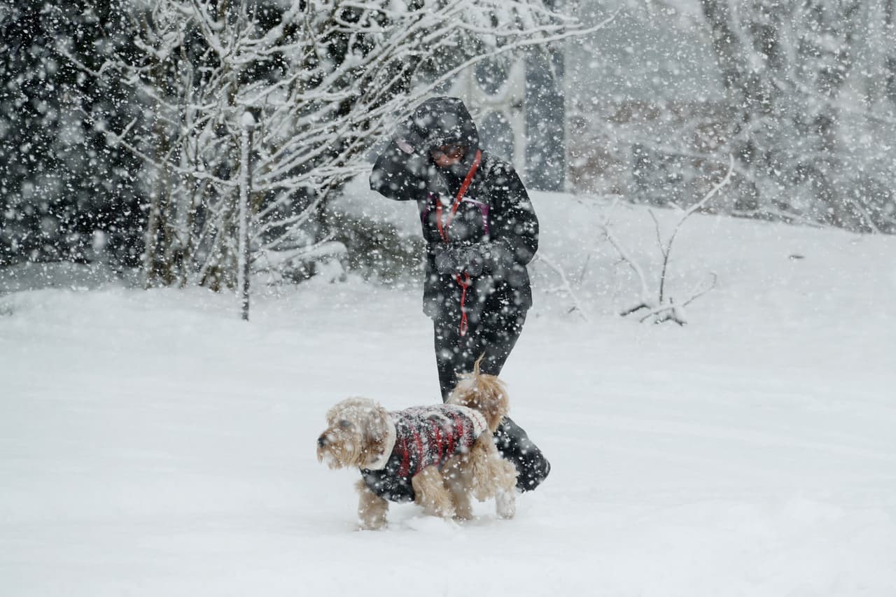Una residente pasea su perro bajo la fuerte nevada que cayó sobre Springfield, Pennsylvania.